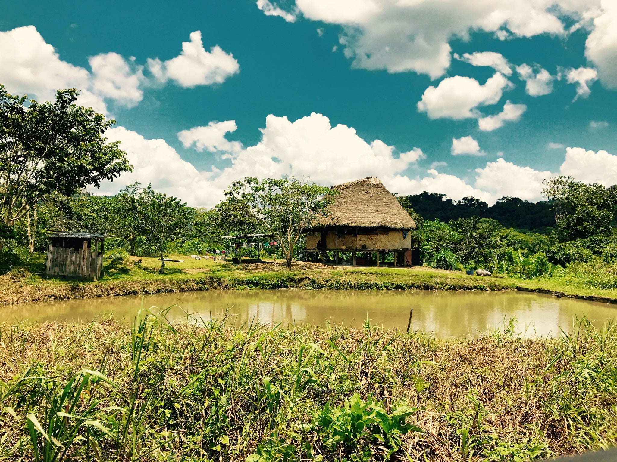 Amazon Cacao Farmers: Preventing Deforestation in Ecuador