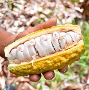 cacao pod ecuador source trip